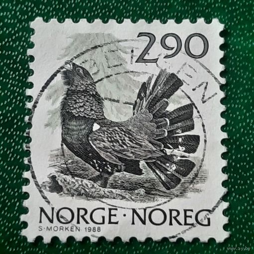 Норвегия 1988. Фауна. Птицы. Глухарь