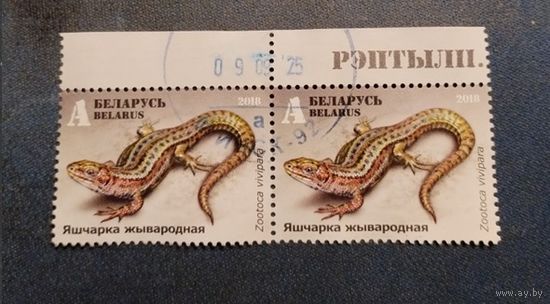 2018г Беларусь  Рептилии. Ящерицы фауна