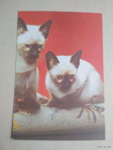 Карманный календарик.Кошки.1995 год