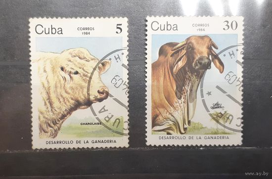 Куба. 1984 год. Фауна. Коровы (546)