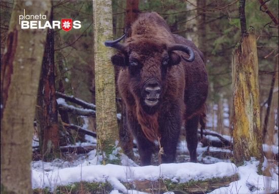 "Планета Беларусь" 2022 посткроссинг фауна зубр