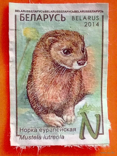 Марка. Беларусь. Норка европейская(Mustela iutreola). Серия: Фауна(N). 2014 г.