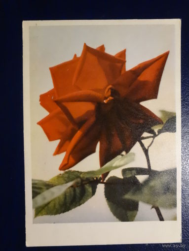 Красная роза.  1962 г.  подписанная.