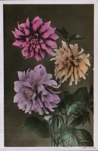 Подписанная открытка 1958г. "Георгины" фото М. Лайвант