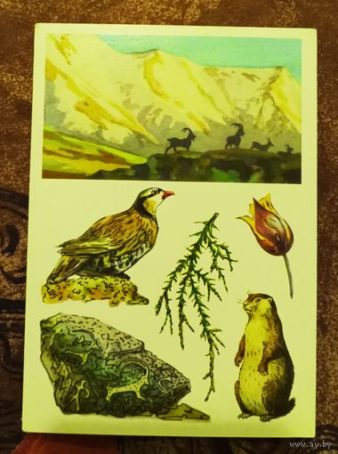 Открытка "Чаткальский заповедник"