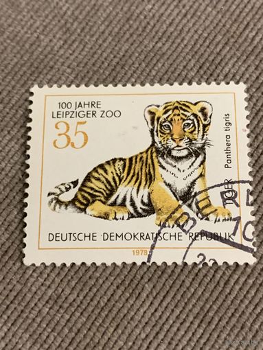 ГДР 1978. 100 летие Лейпцигского зоопарка. Тигрёнок. Марка из серии