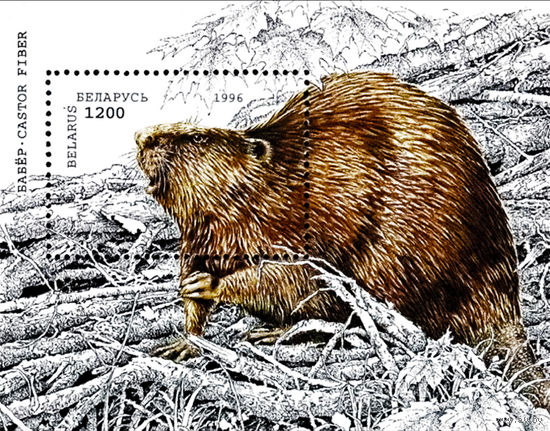 1996 БЕЛАРУСЬ   блок Бобр MNH