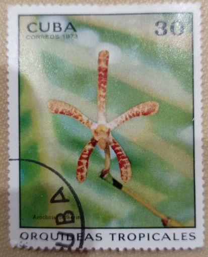 Куба 1973. Тропическая флора. Марка из серии