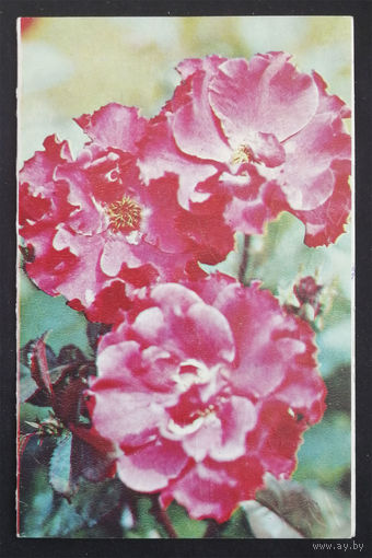 Матанов Н. С днем рождения ! Цветы. Флора. 1981 год. Двойная #0140-FL1P70