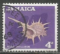 Ямайка. Молюск Иглянка. 1964г. Mi#224.