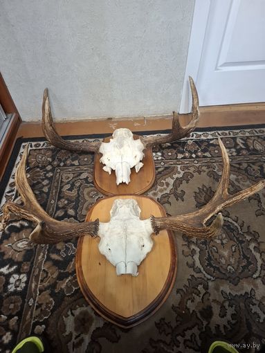 Рога лося 2 пары