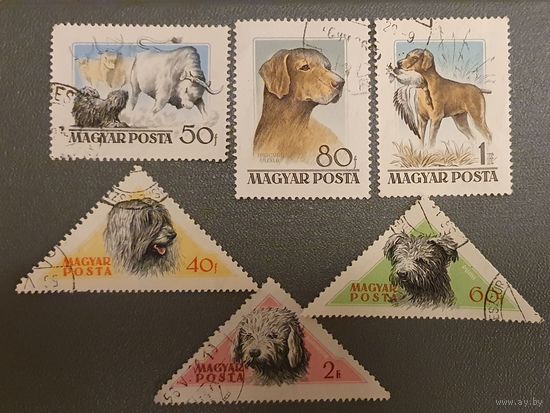 Собаки Венгрия 6шт