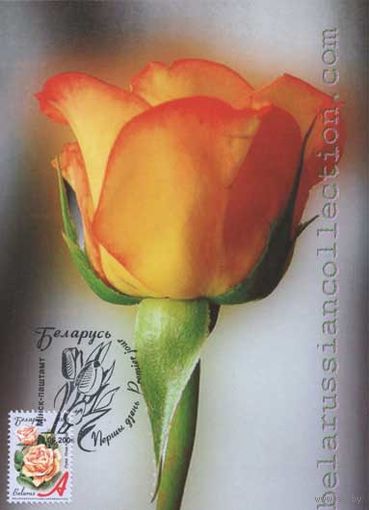 Картмаксимум "Роза"