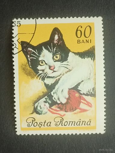 Румыния 1965. Коты