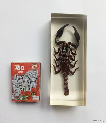 Скорпион в оргстекле. СССР.