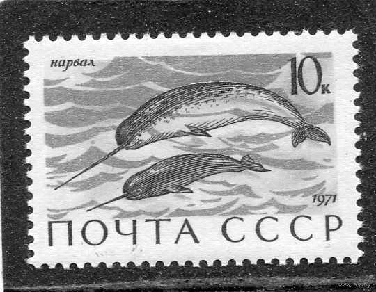 СССР 1971. Морская фауна. Нарвалы