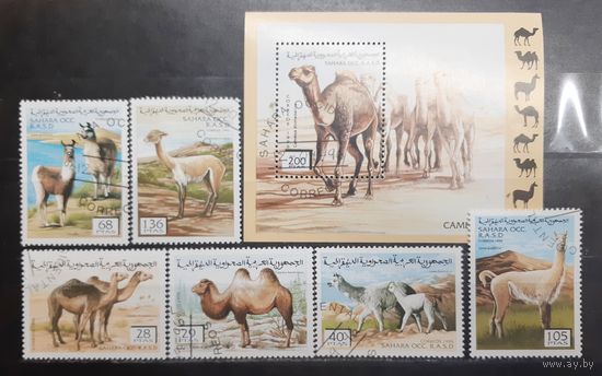 Сахара. 1996 год. Фауна. Ламы, верблюды (блок и 6 марок) (1221)