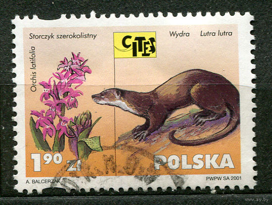 Фауна. Выдра. Польша. 2001