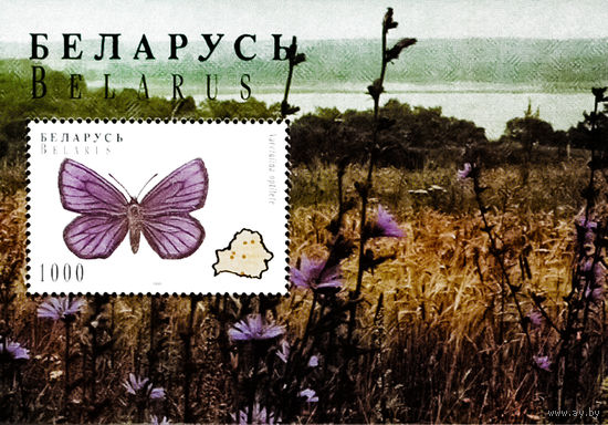 1996 БЕЛАРУСЬ  блок коллекционных марок  Бражник Бабочки   MNH