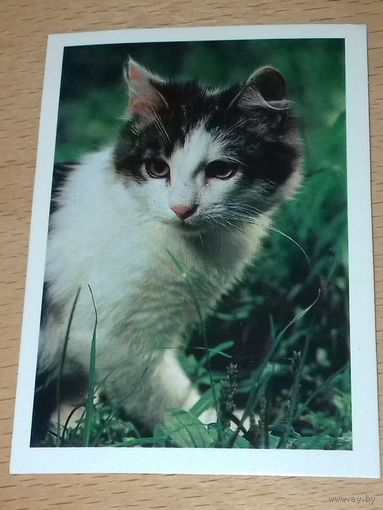 Календарик 1990  Кошки. Коты