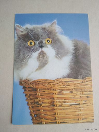Карманный календарик.Кошки.1995 год