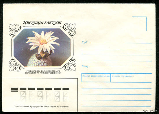 Конверт. Цветущие кактусы. Пелецифора. 1983