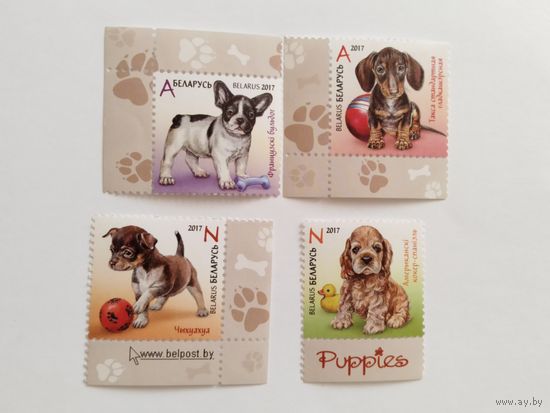 Беларусь 2017    4 м    щенки