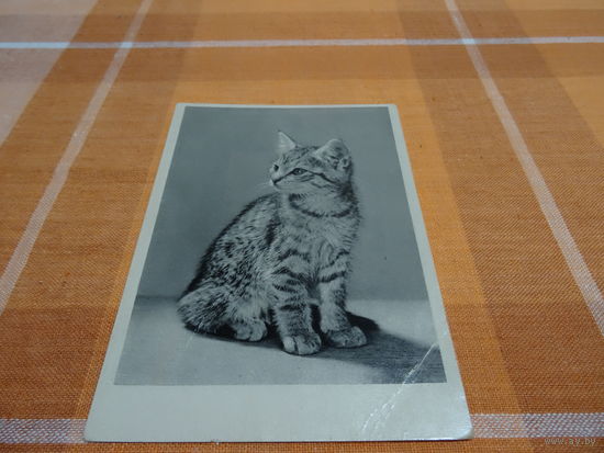 Открытка Котенок ,Германия Auslese-Bild-Verlag, lV-14-45, чистая, черно-белая