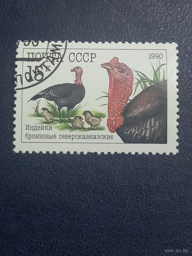 СССР 1990г. Индейки бронзовые северокавказские.
