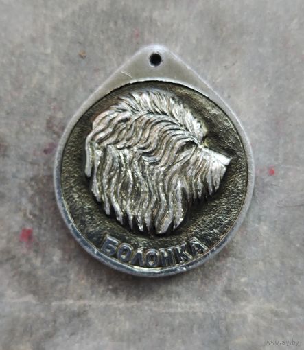 Собачья медаль Болонка