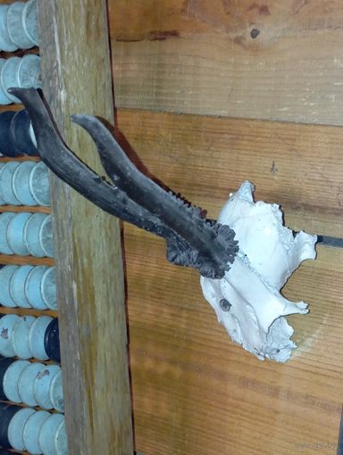 Рога . Распродажа 50 лотов с рубля !