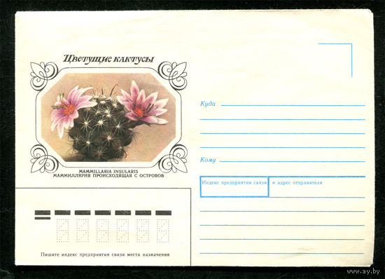 Конверт. Цветущие кактусы. Маммиллярия. 1983