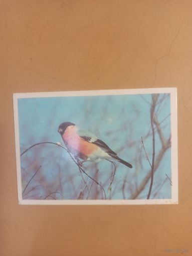 Календарь 1990 Снегирь