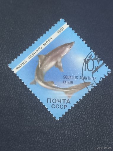 1991г. СССР. Фауна Чёрного моря