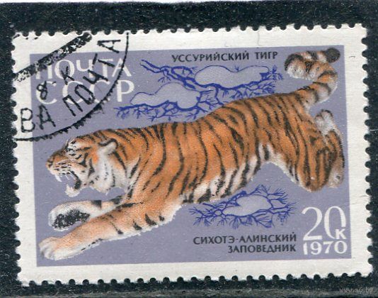 СССР 1970.. Заповедник. Уссурийский тигр