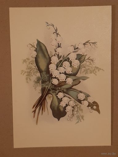 Открытка Цветок Ландыши Эстония Таллин Тип. Октообер 1970 г. Чистая