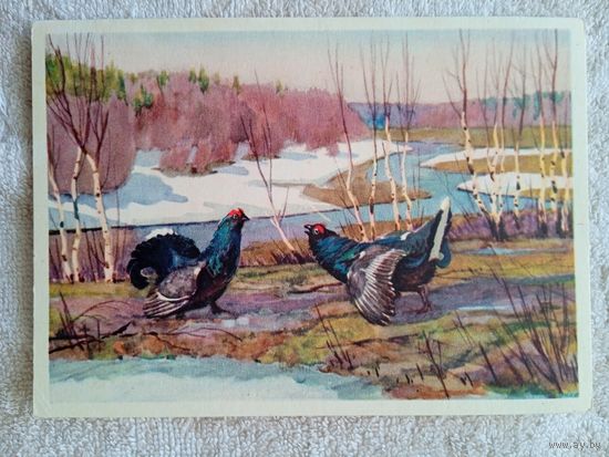 Сидоров. Тетеревиный ток