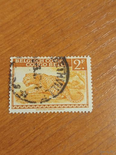 Бельгийская колония Конго леопард фауна (2-4)