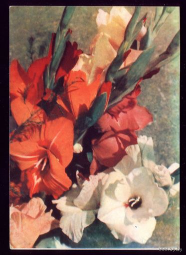 1965 год Т.Ананьина Гладиолусы 2