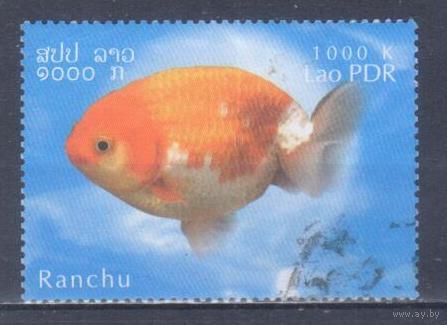 [1874] Лаос 2002. Фауна.Рыбы.Аквариумная рыбка. Гашеная марка.