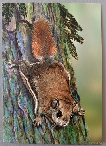 Обыкновенная летяга. Грызуны. Открытка