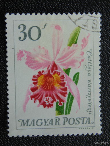 Венгрия. Цветы.