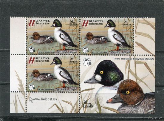 Беларусь 2016. Птица года. Гоголь обыкновенный. Квартблок с купоном