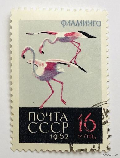 Марки СССР 1962 год .Фауна. Птицы. Фламинго.2794. 1 марка из серии гаш.