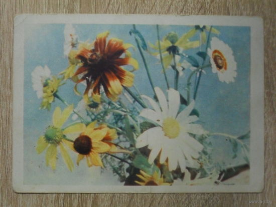 ПОДПИСАННАЯ ОТКРЫТКА СССР. БЕЛОРУСКАЯ ССР  "ЦВЕТЫ." ФОТО. Т. АНАНЬИНОЙ. 1968 год.