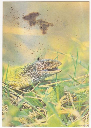Календарик 1990 (71)