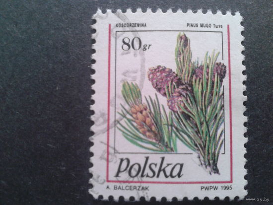Польша 1995 стандарт шишки