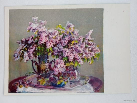 1959. Ушакова. Сирень