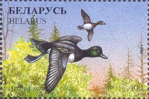 Беларусь 1996 фауна утки