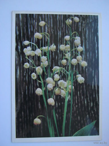 Ландыши. двойная. большой формат.